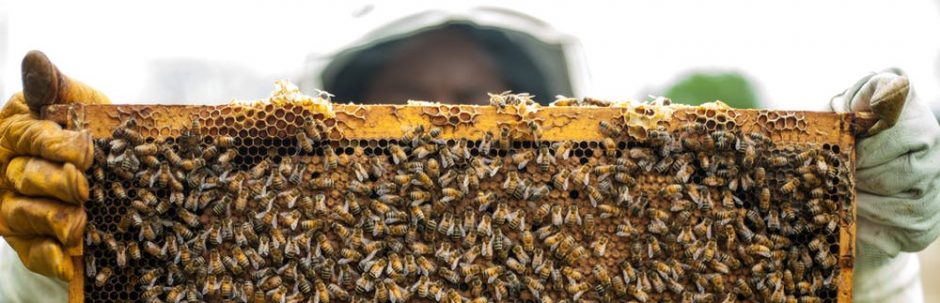 Keine Welt ohne Bienen