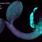 Winner Image Contest 2025