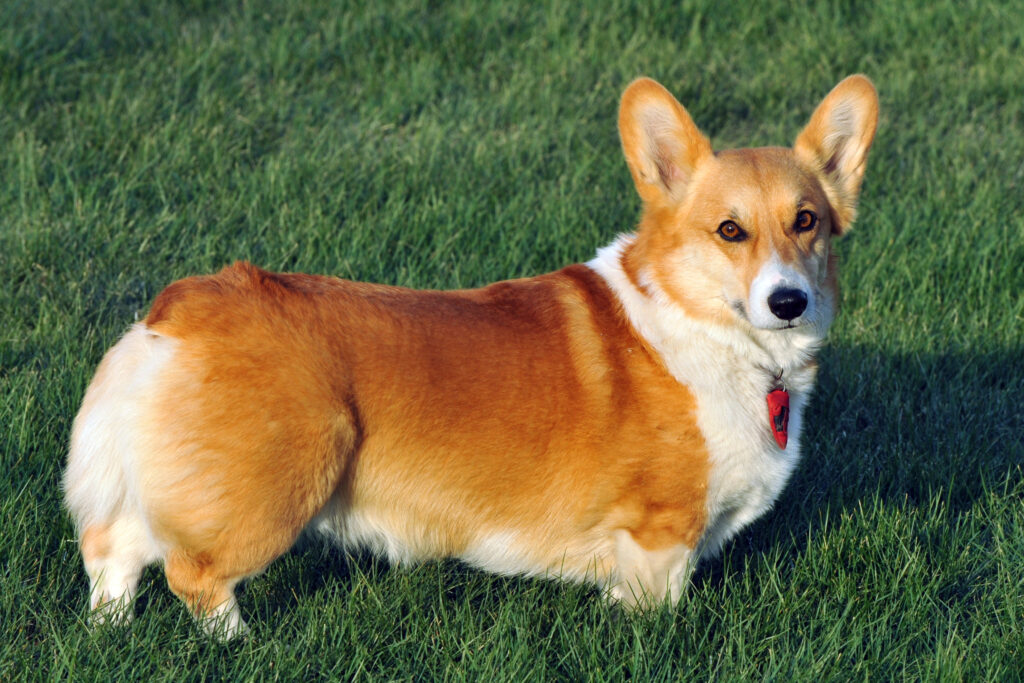 a splendid corgi